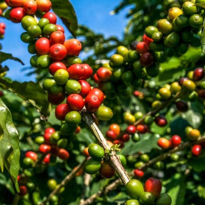 Ethiopian Limu